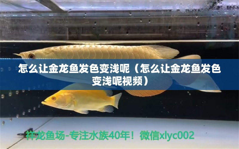 怎么讓金龍魚發(fā)色變淺呢（怎么讓金龍魚發(fā)色變淺呢視頻）