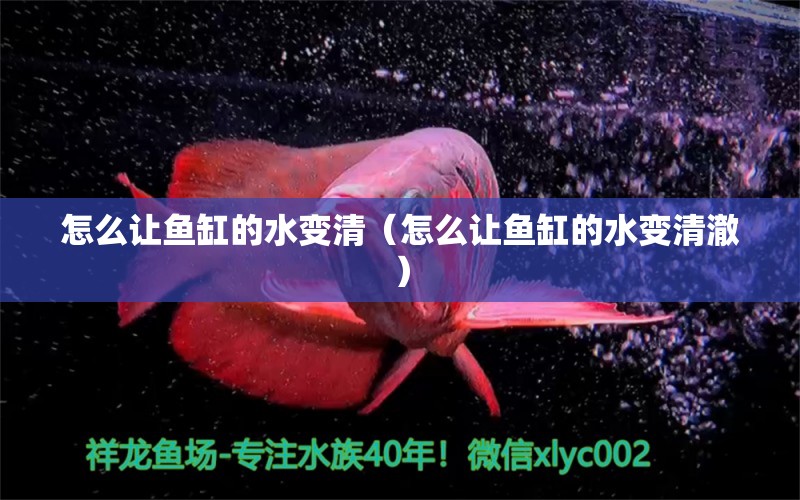 怎么讓魚(yú)缸的水變清（怎么讓魚(yú)缸的水變清澈） 廣州觀(guān)賞魚(yú)批發(fā)市場(chǎng)