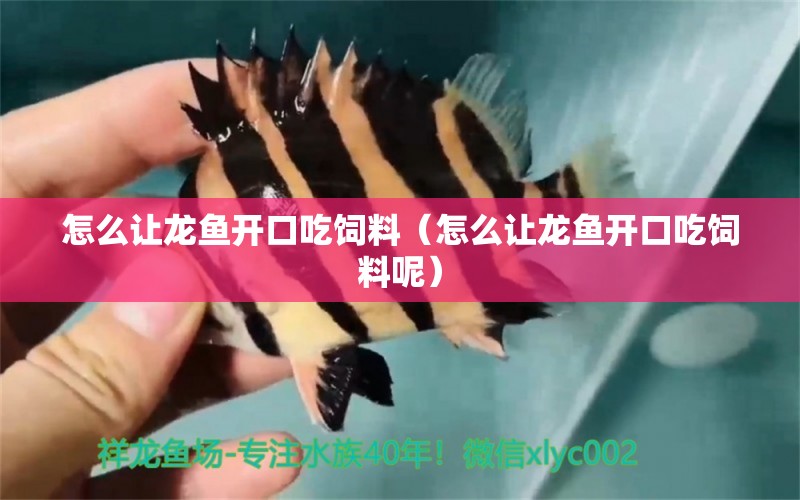 怎么讓龍魚開口吃飼料（怎么讓龍魚開口吃飼料呢）