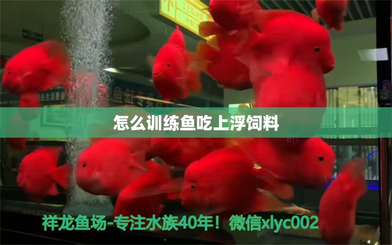 怎么訓(xùn)練魚吃上浮飼料