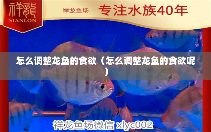 怎么調(diào)整龍魚的食欲（怎么調(diào)整龍魚的食欲呢） 龍魚疾病與治療