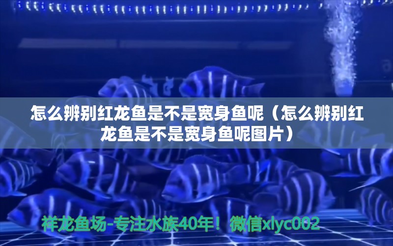 怎么辨別紅龍魚(yú)是不是寬身魚(yú)呢（怎么辨別紅龍魚(yú)是不是寬身魚(yú)呢圖片）