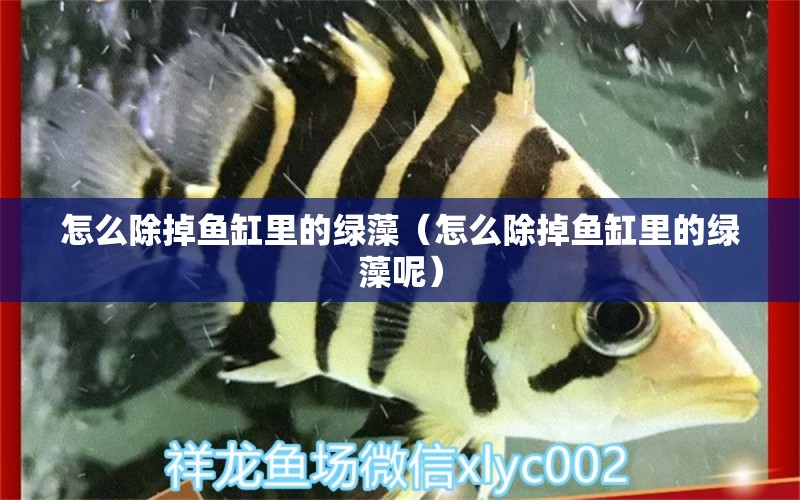 怎么除掉魚缸里的綠藻（怎么除掉魚缸里的綠藻呢） 祥龍水族醫(yī)院