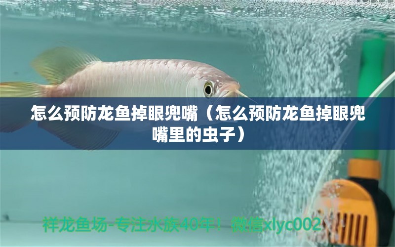 怎么預(yù)防龍魚(yú)掉眼兜嘴（怎么預(yù)防龍魚(yú)掉眼兜嘴里的蟲(chóng)子）