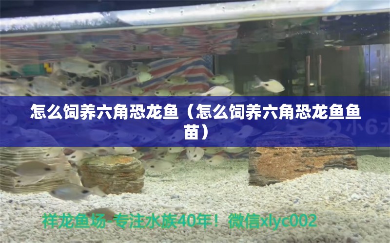 怎么飼養(yǎng)六角恐龍魚（怎么飼養(yǎng)六角恐龍魚魚苗）