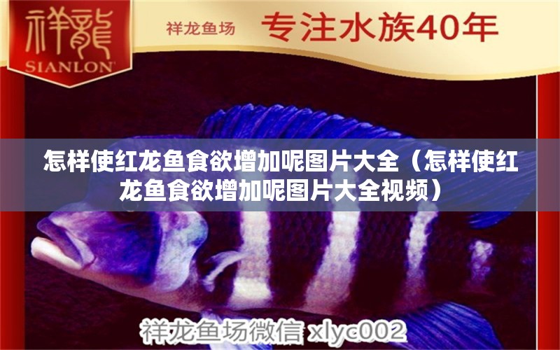 怎樣使紅龍魚(yú)食欲增加呢圖片大全（怎樣使紅龍魚(yú)食欲增加呢圖片大全視頻）