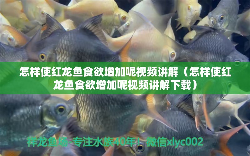 怎樣使紅龍魚食欲增加呢視頻講解（怎樣使紅龍魚食欲增加呢視頻講解下載）