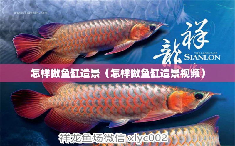 怎樣做魚缸造景（怎樣做魚缸造景視頻）