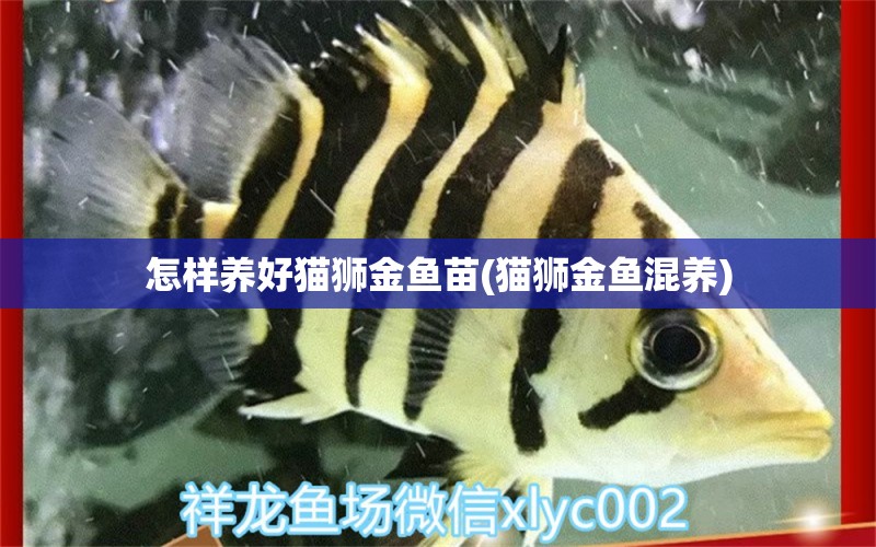 怎樣養(yǎng)好貓獅金魚苗(貓獅金魚混養(yǎng)) 進(jìn)口元寶鳳凰魚