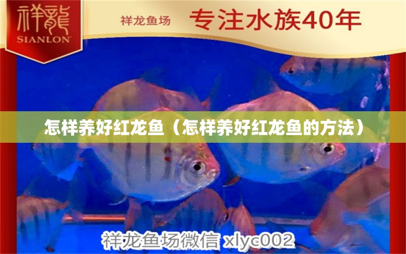 怎樣養(yǎng)好紅龍魚（怎樣養(yǎng)好紅龍魚的方法）