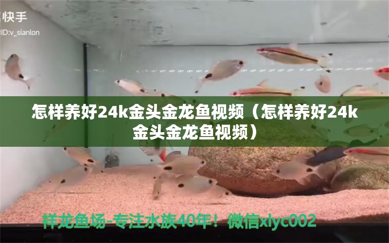 怎樣養(yǎng)好24k金頭金龍魚(yú)視頻（怎樣養(yǎng)好24k金頭金龍魚(yú)視頻） 祥龍魚(yú)場(chǎng)