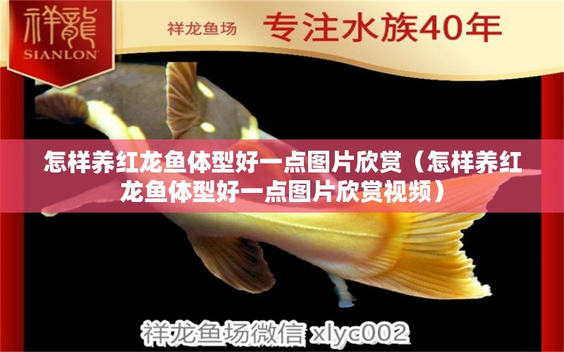 怎樣養(yǎng)紅龍魚體型好一點圖片欣賞（怎樣養(yǎng)紅龍魚體型好一點圖片欣賞視頻）