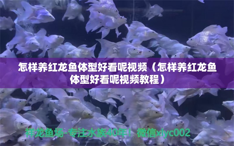 怎樣養(yǎng)紅龍魚體型好看呢視頻（怎樣養(yǎng)紅龍魚體型好看呢視頻教程）