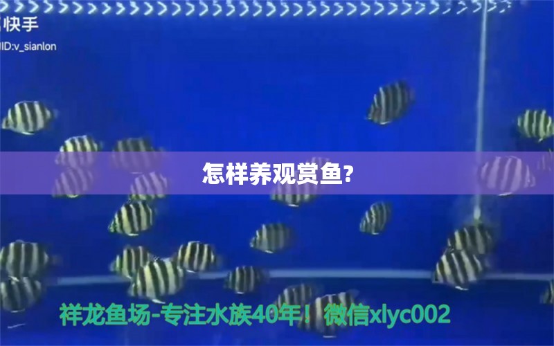 怎樣養(yǎng)觀賞魚?