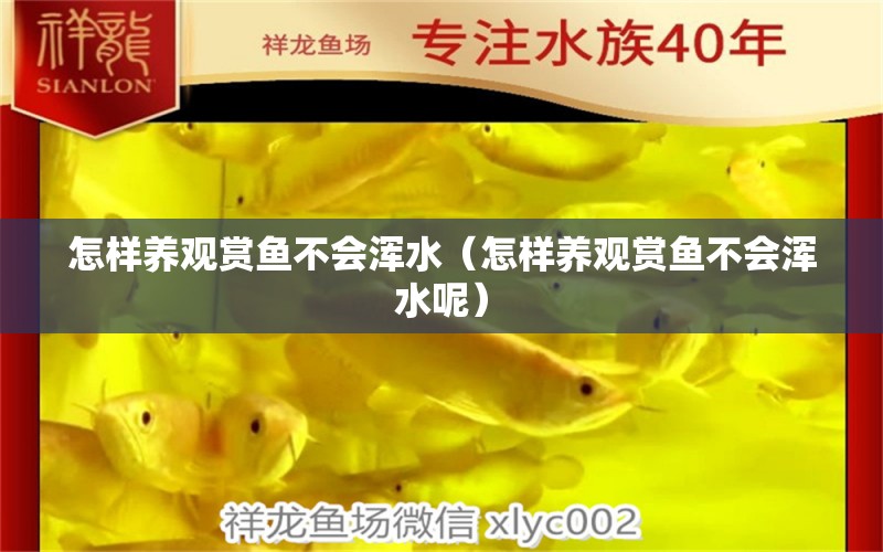 怎樣養(yǎng)觀賞魚不會(huì)渾水（怎樣養(yǎng)觀賞魚不會(huì)渾水呢） 祥龍水族醫(yī)院