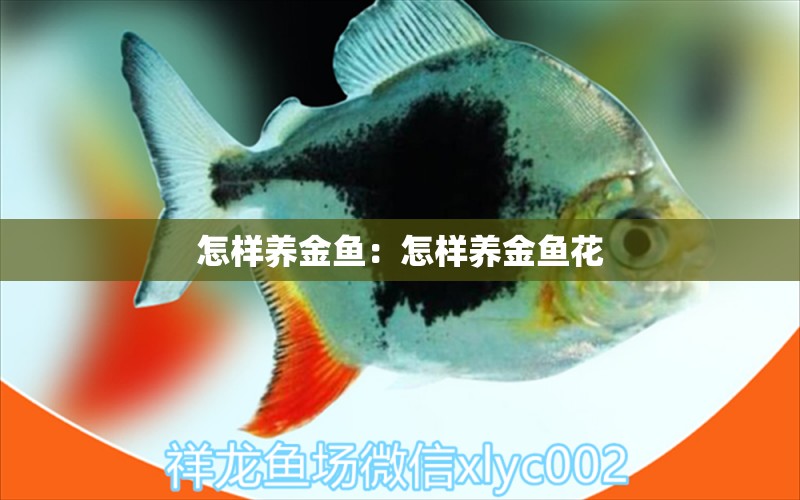 怎樣養(yǎng)金魚(yú)：怎樣養(yǎng)金魚(yú)花