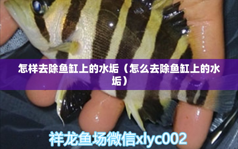 怎樣去除魚(yú)缸上的水垢（怎么去除魚(yú)缸上的水垢）