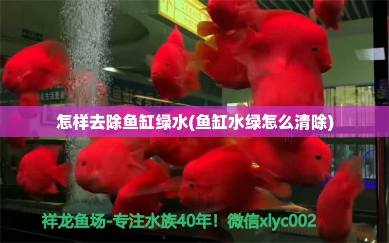 怎樣去除魚缸綠水(魚缸水綠怎么清除) 福滿鉆魚