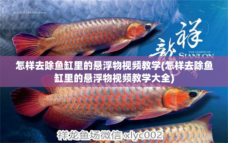 怎樣去除魚缸里的懸浮物視頻教學(xué)(怎樣去除魚缸里的懸浮物視頻教學(xué)大全) 青龍魚 第1張