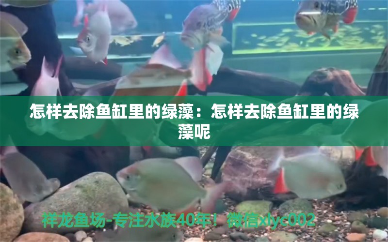 怎樣去除魚缸里的綠藻：怎樣去除魚缸里的綠藻呢 觀賞魚市場(chǎng)（混養(yǎng)魚）