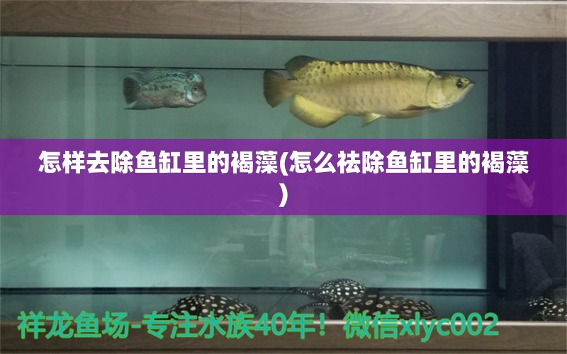 怎樣去除魚缸里的褐藻(怎么祛除魚缸里的褐藻)