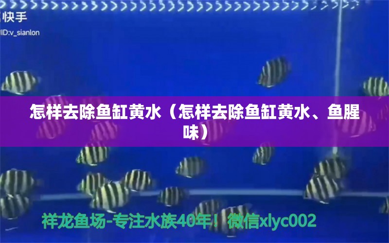 怎樣去除魚缸黃水（怎樣去除魚缸黃水、魚腥味）