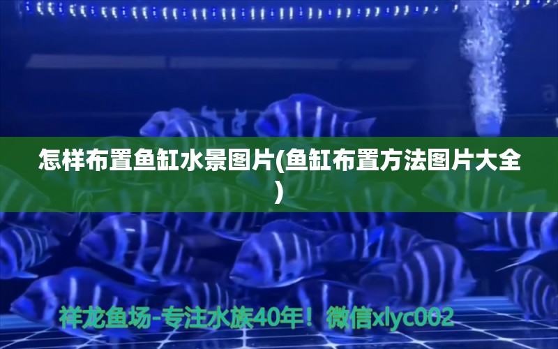 怎樣布置魚(yú)缸水景圖片(魚(yú)缸布置方法圖片大全) 黑金魟魚(yú)