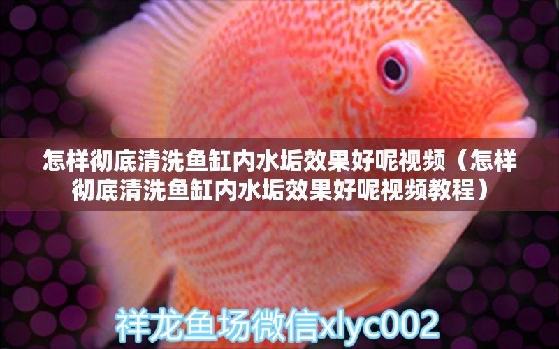 怎樣徹底清洗魚缸內(nèi)水垢效果好呢視頻（怎樣徹底清洗魚缸內(nèi)水垢效果好呢視頻教程）