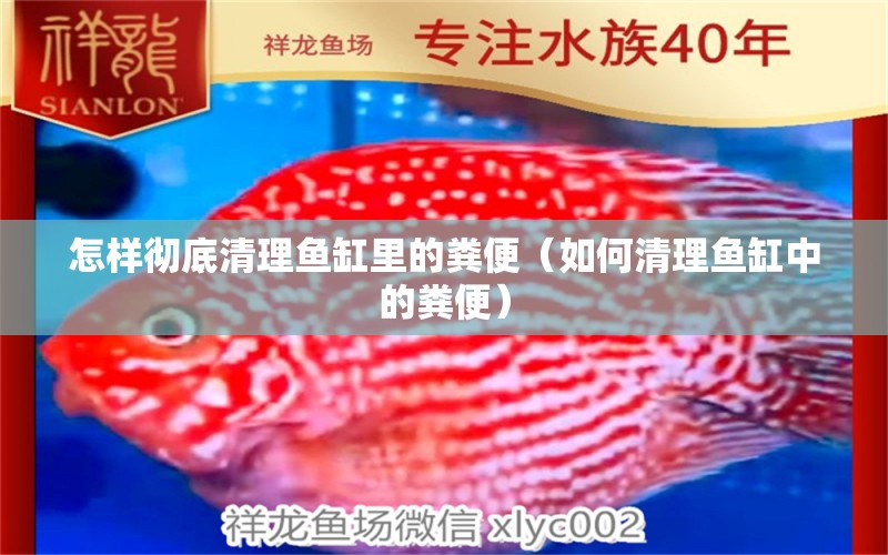 怎樣徹底清理魚缸里的糞便（如何清理魚缸中的糞便）