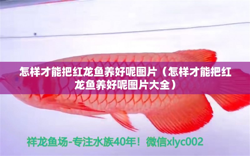 怎樣才能把紅龍魚養(yǎng)好呢圖片（怎樣才能把紅龍魚養(yǎng)好呢圖片大全）