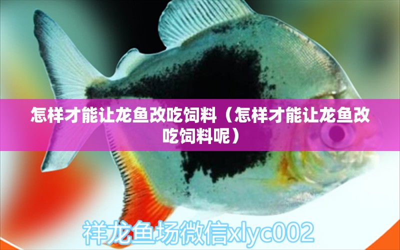 怎樣才能讓龍魚改吃飼料（怎樣才能讓龍魚改吃飼料呢）