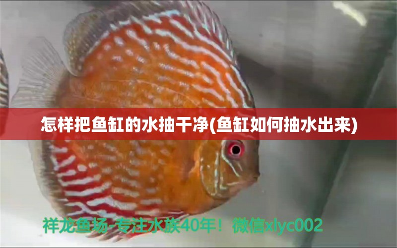 怎樣把魚(yú)缸的水抽干凈(魚(yú)缸如何抽水出來(lái)) 黃金貓魚(yú)