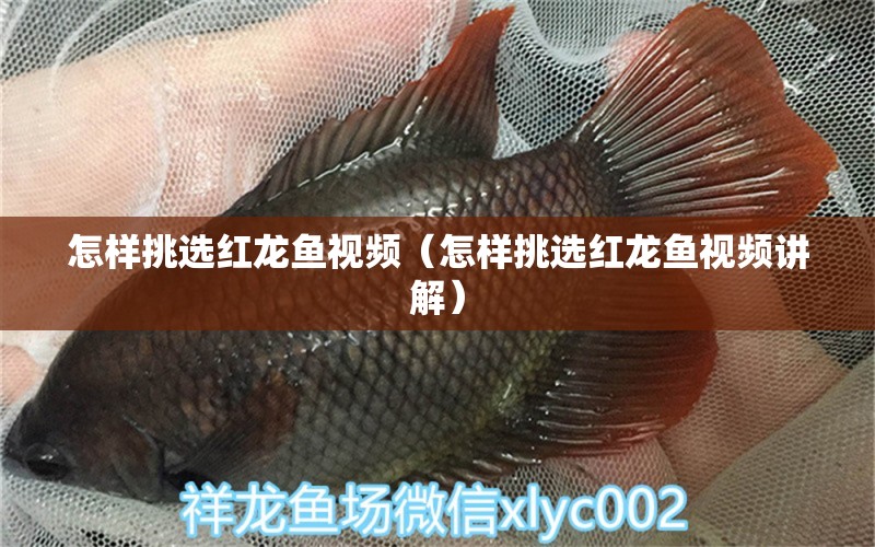 怎樣挑選紅龍魚視頻（怎樣挑選紅龍魚視頻講解） 短身紅龍魚