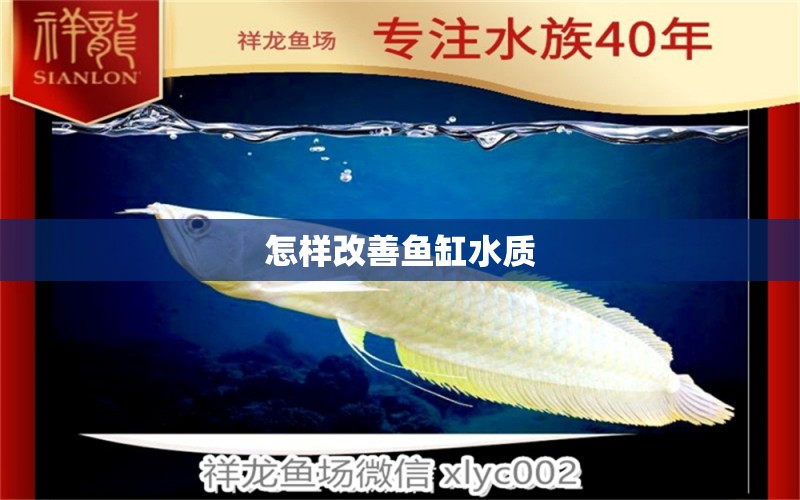 怎樣改善魚缸水質(zhì)