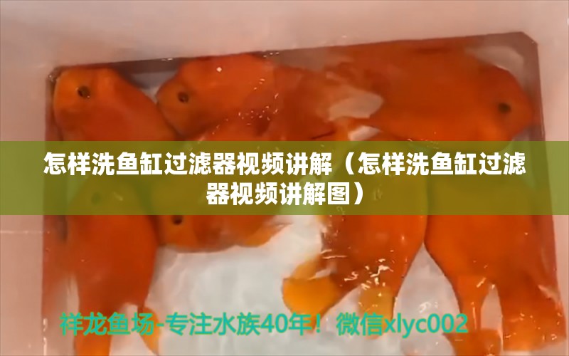 怎樣洗魚缸過濾器視頻講解（怎樣洗魚缸過濾器視頻講解圖） 七彩神仙魚