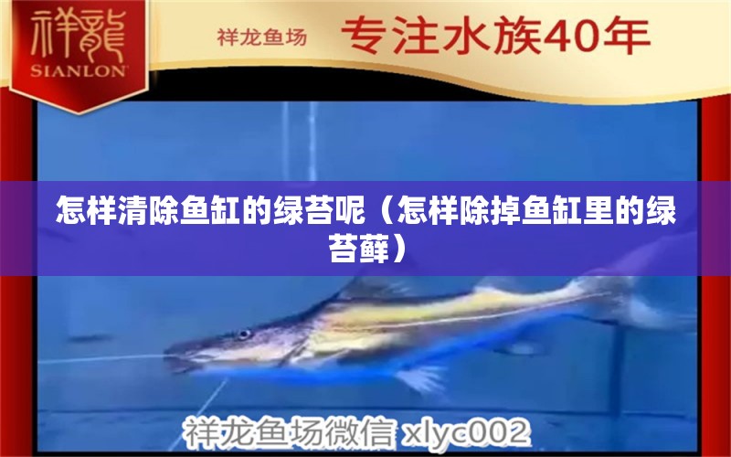 怎樣清除魚缸的綠苔呢（怎樣除掉魚缸里的綠苔蘚）