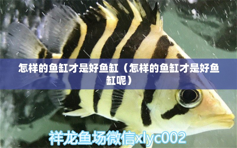 怎樣的魚缸才是好魚缸（怎樣的魚缸才是好魚缸呢） 帝王血鉆