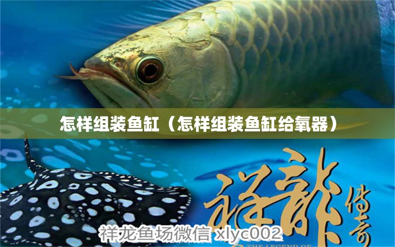 怎樣組裝魚(yú)缸（怎樣組裝魚(yú)缸給氧器）