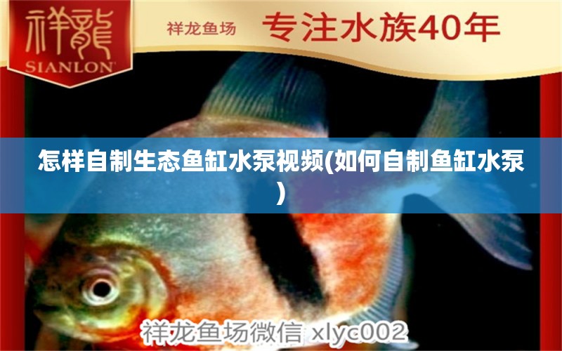 怎樣自制生態(tài)魚缸水泵視頻(如何自制魚缸水泵) 魚缸水泵