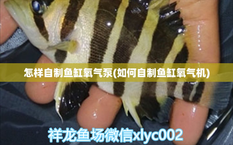 怎樣自制魚缸氧氣泵(如何自制魚缸氧氣機)