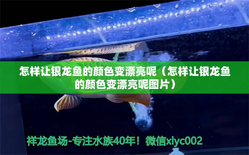 怎樣讓銀龍魚的顏色變漂亮呢（怎樣讓銀龍魚的顏色變漂亮呢圖片） 水溫計(jì)