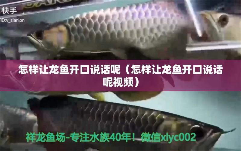 怎樣讓龍魚開口說話呢（怎樣讓龍魚開口說話呢視頻）