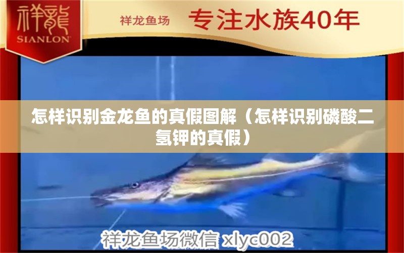 怎樣識別金龍魚的真假圖解（怎樣識別磷酸二氫鉀的真假） 黃金河虎魚