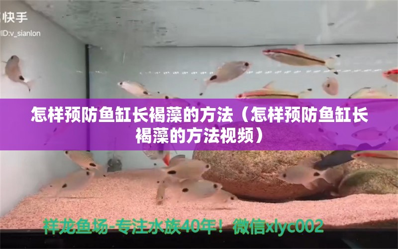 怎樣預(yù)防魚缸長(zhǎng)褐藻的方法（怎樣預(yù)防魚缸長(zhǎng)褐藻的方法視頻）