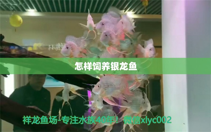 怎樣飼養(yǎng)銀龍魚 銀龍魚