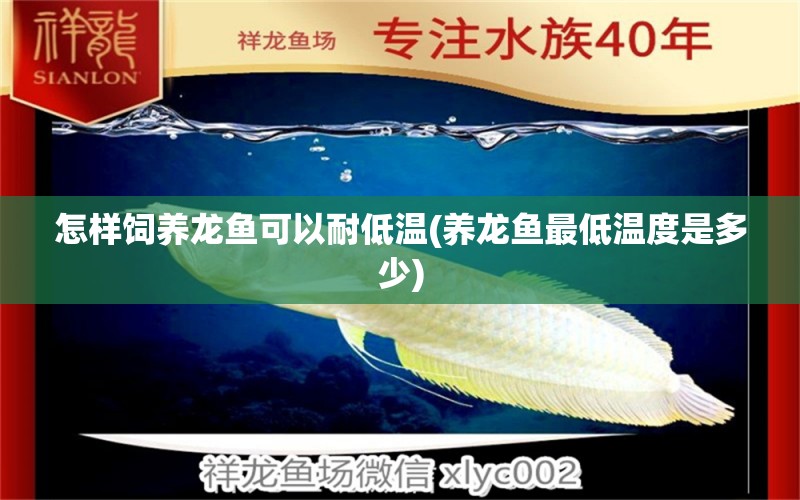 怎樣飼養(yǎng)龍魚可以耐低溫(養(yǎng)龍魚最低溫度是多少)