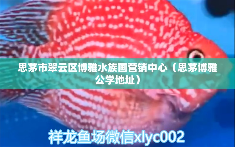 思茅市翠云區(qū)博雅水族畫營銷中心（思茅博雅公學地址） 全國水族館企業(yè)名錄