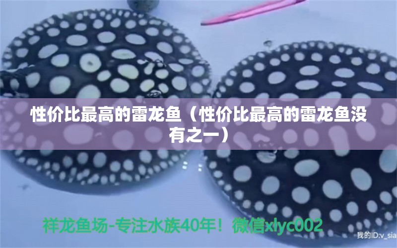 性價(jià)比最高的雷龍魚（性價(jià)比最高的雷龍魚沒(méi)有之一） 龍魚疾病與治療