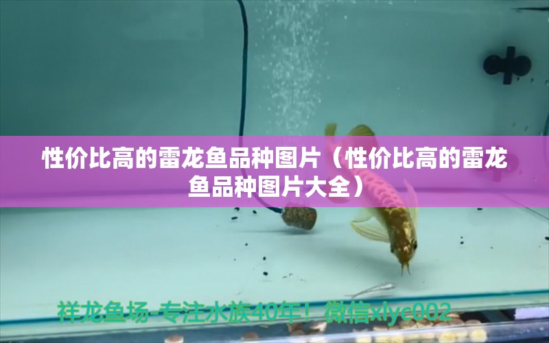 性價比高的雷龍魚品種圖片（性價比高的雷龍魚品種圖片大全） 觀賞魚市場（混養(yǎng)魚）