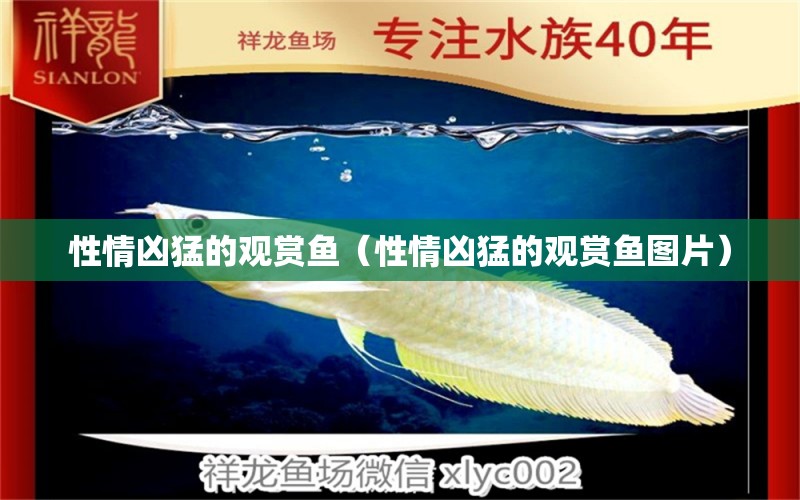 性情兇猛的觀賞魚（性情兇猛的觀賞魚圖片） 小型觀賞魚